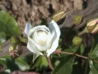 Gartenroseweiss2.webp