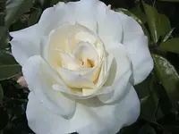 Gartenroseweiss3.webp
