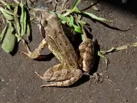 image.webp