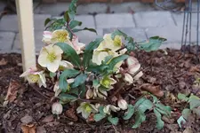 DSC00540.webp