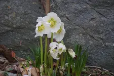 DSC00556.webp