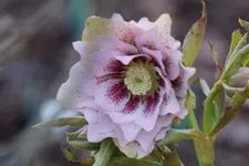 DSC00566.webp