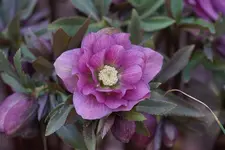 DSC00577.webp