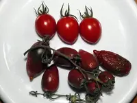 schrumpelige-tomaten.webp