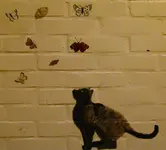 ktzschmttrlng.webp