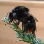 Steinhummel 1 v 2015.webp