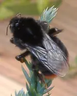 Steinhummel 2 v 2015.webp