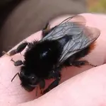 Steinhummel 3 v 2015.webp