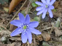 003_1024x768.webp