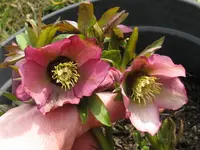 004_1024x768.webp