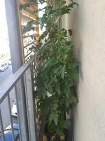 20130720_084504.webp