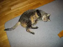 IMGP2091.webp