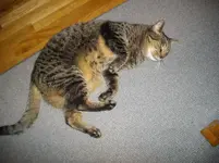 IMGP2092.webp