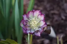 DSC00599.webp
