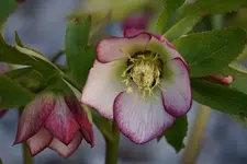 DSC00600.webp