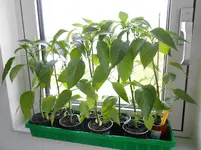 DSCN0960.webp