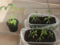 Tomatenwuchs.webp