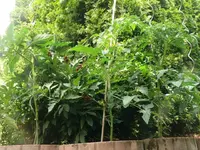 k-Tomate_oben1.webp