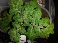 20150325_133308.webp