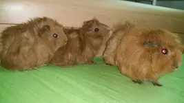 schweinchen.webp