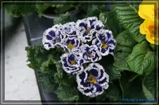 comp_DSC02930.webp