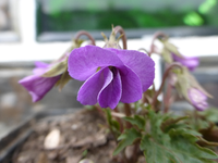 P1300114.webp