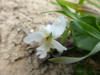 P1300146.webp
