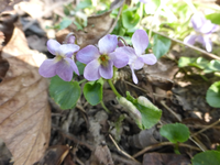 P1300036.webp