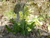 P1300044.webp