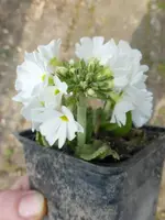 P1300131.webp