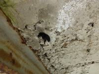P1300130.webp