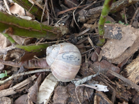 P1300181.webp