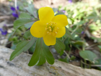 P1300020.webp