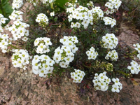 P1300153.webp