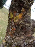 Apfelbaum mit Flecken.webp