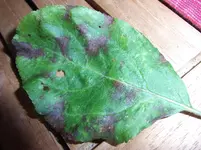 Blatt mit Loch.webp