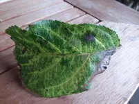 Blatt fleckig3.webp