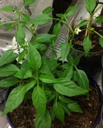 Bonchili2.webp