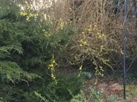 G_Vorgarten_forsythie_Frühling__25.03.2015_mr.ditschy.webp