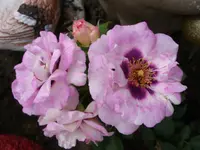 Eyes for you.webp