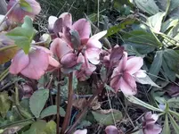 CAM00065.webp