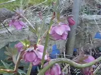 CAM00030.webp