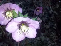 CAM00100.webp