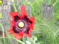 Bilda 0617.webp