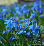 blaue-frühlingsblumen-14231091.jpg