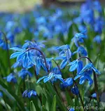blaue-frühlingsblumen-14231091.webp