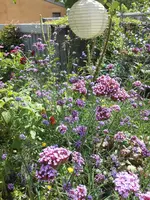 DSCN1812.webp