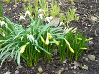 DSCN7358.webp