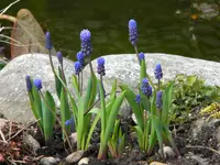 DSCN7359.webp