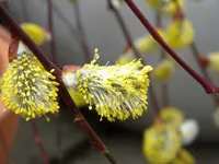 DSCN7357.webp
